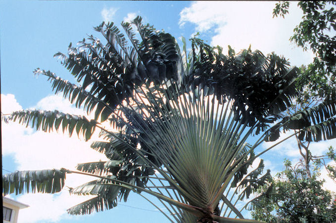 Seychellen 1999-025.jpg